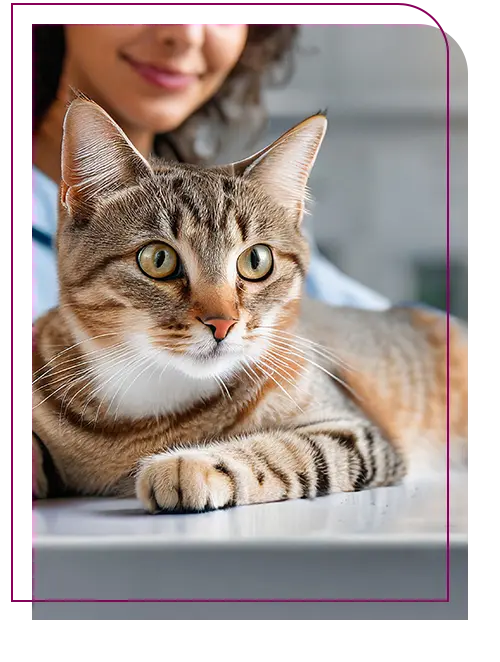 Veterinária mulher atendendo um gato