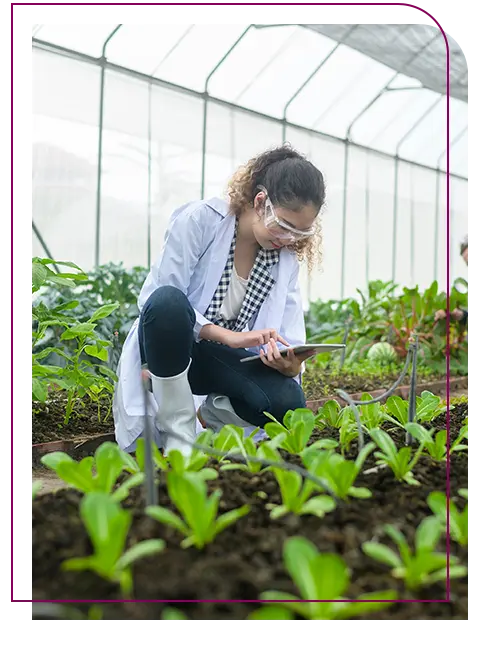 pessoa dentro de uma estufa de alimentos analisando verduras