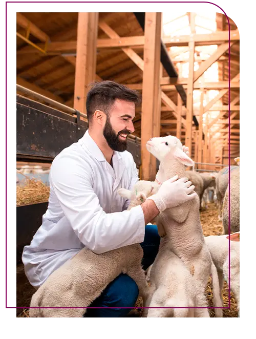 tecnico em veterinaria com ovelha num galpão, fazendo atendimento