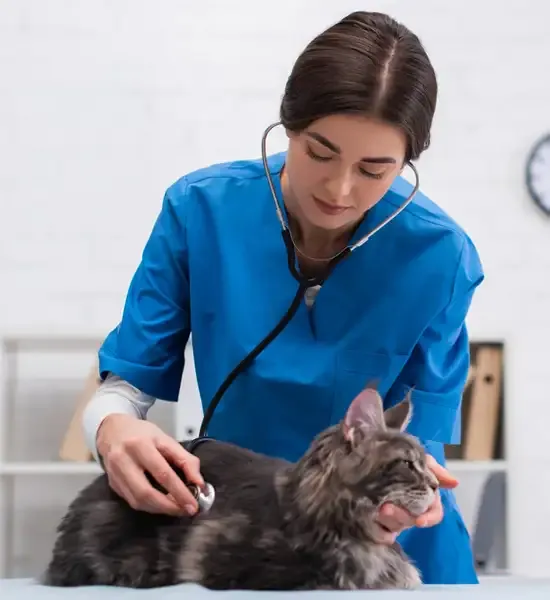 mulher veterinária ouvindo coração de um animal com estetoscópio