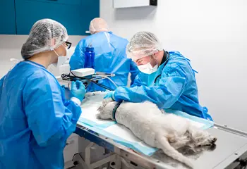 Curso Técnico em Veterinária | Wyden Presencial, Semipresencial e EaD