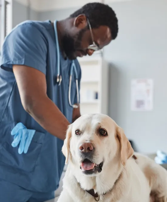 homem negro veterinário examinando cachorro labrador