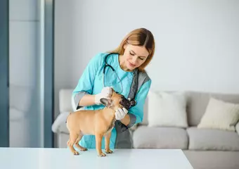 sobre o curso Clínica Médica de Pequenos Animais.webp